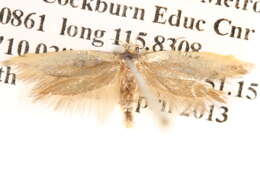 Image de <i>Phauloplana xiphomorpha</i>