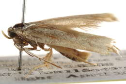 Image of Corynotricha