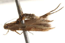 Image of Pyroderces