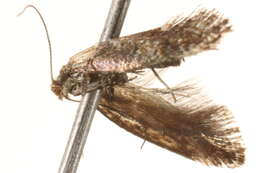 Image of Perthida glyphopa Common 1969