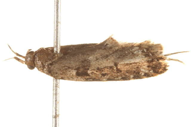 Image of Hemiarcha