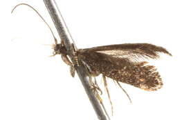 Image of Perthida glyphopa Common 1969