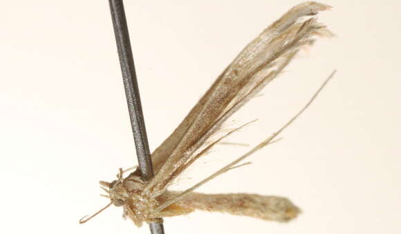 Image of Pterophorinae