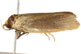 Image of <i>Chrysonoma gilvella</i>