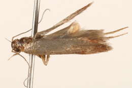 Image of Pexicopia diasema Common 1958