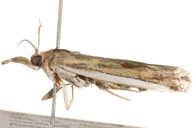 Image of Etiella scitivittalis Walker 1863