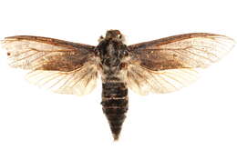 صورة <i>Endoxyla cinereus</i>