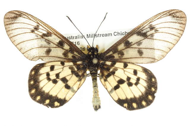 Image of Acraea andromacha Fabricius 1775