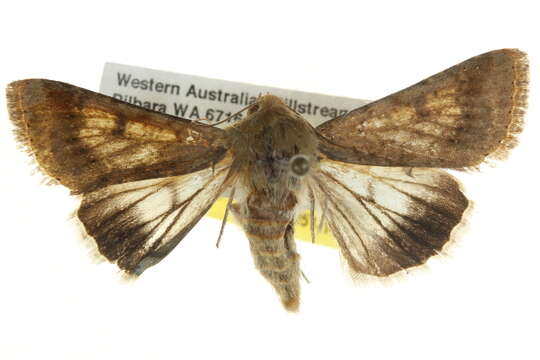 Image of <i>Amata paraula</i>