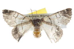 Image of Hypobapta xenomorpha Lower 1915