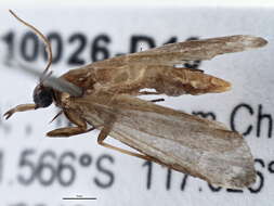 <i>Euageta dianipha</i>的圖片