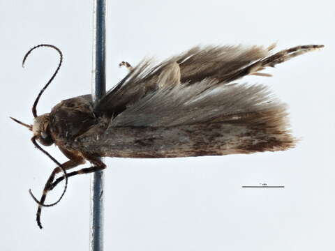 Image of Pexicopia desmanthes Lower 1898