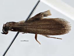 Image of Cadra perfasciata Horak 1994