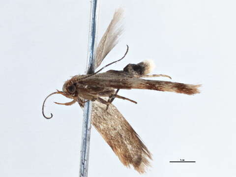 Image of Pexicopia desmanthes Lower 1898