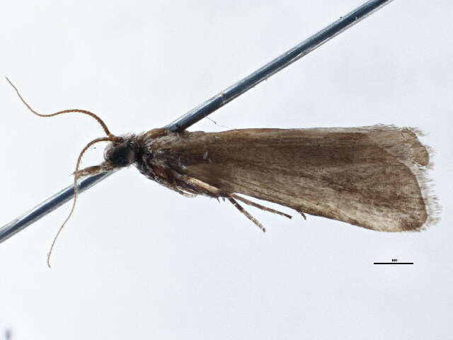 <i>Euageta dianipha</i>的圖片