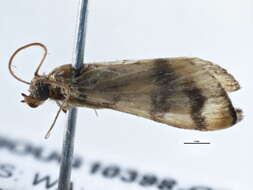 Слика од <i>Glycythyma leonina</i>