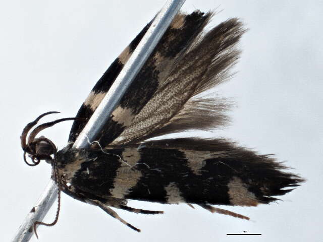 Image of Macrobathra sarcoleuca Meyrick 1915