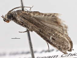 Ceutholopha petalocosma Meyrick 1882 resmi