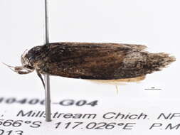 Image of Oenochroa