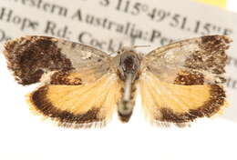 Image of Hypertropha chlaenota Meyrick 1886