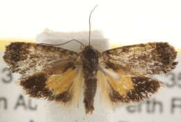 Image of Eupselia metabola Turner 1947