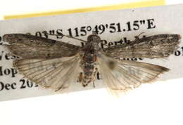 Imagem de Cryptoblabes euraphella Meyrick 1879