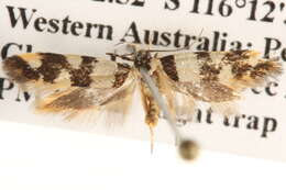 Image of Macrobathra