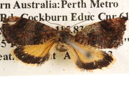 Image of Hypertropha tortriciformis Guenée 1852