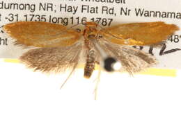 Image of <i>Poliorhabda chrysoptera</i>