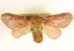 Image of Doratifera quadriguttata Walker 1855