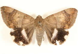 صورة Achaea janata (Linnaeus 1758)