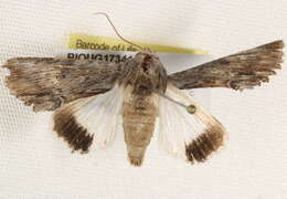 Image of Lyncestis phaeocrossa Turner 1932