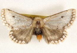 Image of Epicoma derbyana Strand 1929