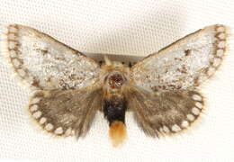 Image of Epicoma derbyana Strand 1929