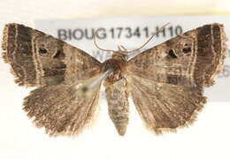 Image of Ozarba punctigera