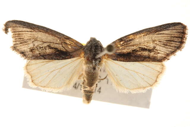 Image of Calophasidia dentifera Hampson 1909