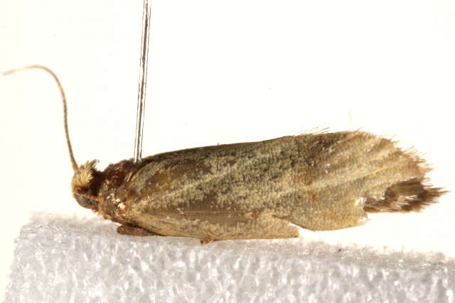 Image of <i>Olbonoma asthenopis</i>