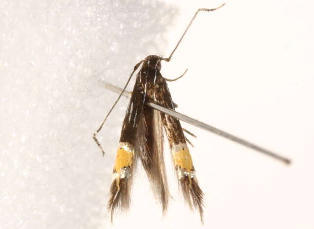 Image of <i>Cosmopterix crassicervicella</i>