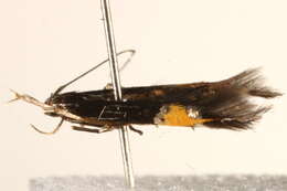 Image of <i>Cosmopterix crassicervicella</i>