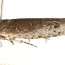 Image of Homadaula lasiochroa Lower 1899