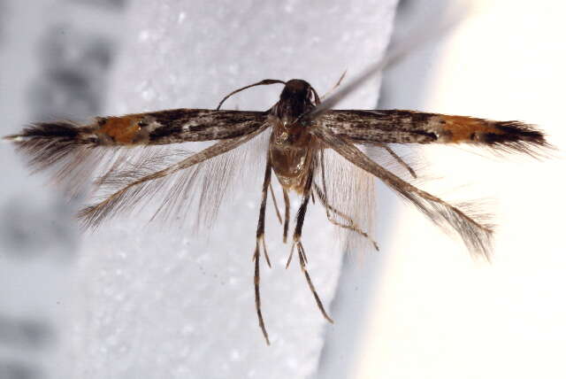 Image of <i>Cosmopterix crassicervicella</i>