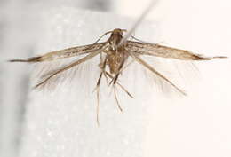 Image of <i>Cosmopterix crassicervicella</i>