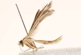 Image of Plume moth