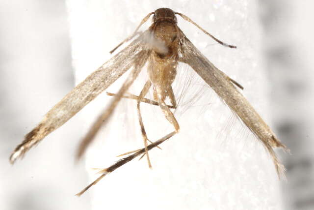 Image of <i>Cosmopterix crassicervicella</i>