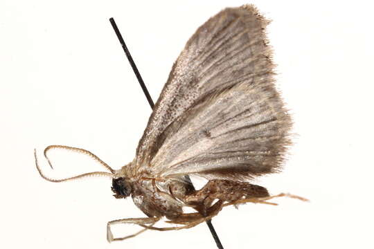 Image of Idaea ferrilinea Warren 1900