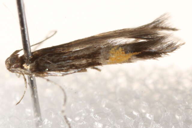 Image of <i>Cosmopterix crassicervicella</i>