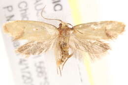 Image of <i>Olbonoma asthenopis</i>