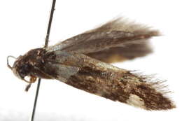 Image of <i>Cosmopterix crassicervicella</i>