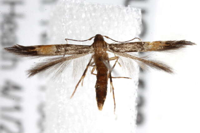 Image of <i>Cosmopterix crassicervicella</i>