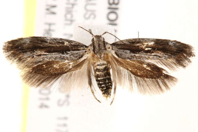 Image of Macrobathra embroneta Turner 1932